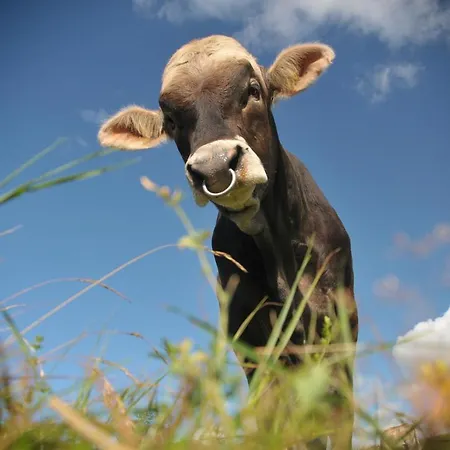 Metzler Bauernhof Bodnegg