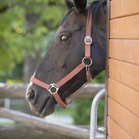 Metzler Bauernhof Bodnegg